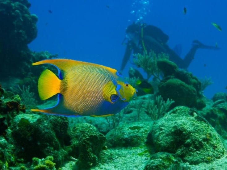 The Best Dive Shops In Cozumel For The Most Incredible Diving Experience