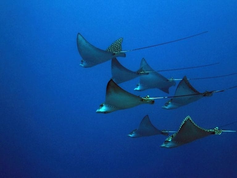 The Best Dive Shops In Cozumel For The Most Incredible Diving Experience