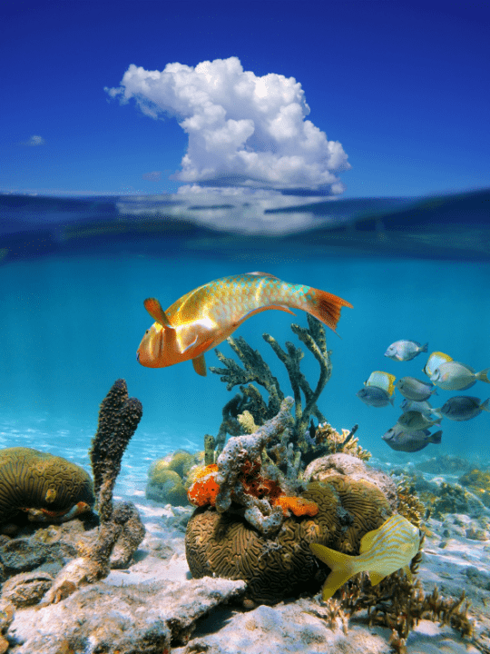 The Best Dive Shops In Cozumel For The Most Incredible Diving Experience